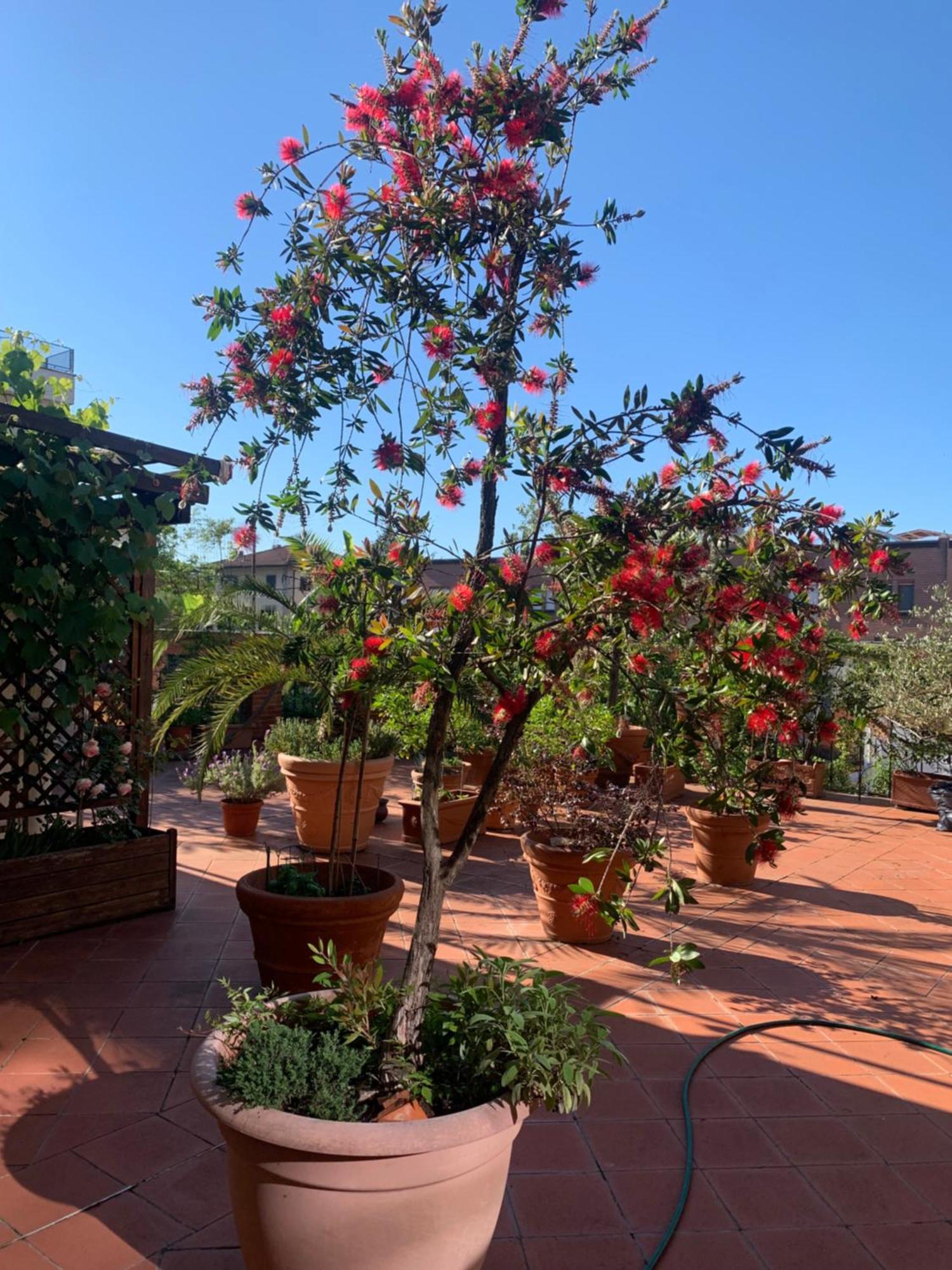 דירות לוקה La Terrazza Da Ernestina מראה חיצוני תמונה